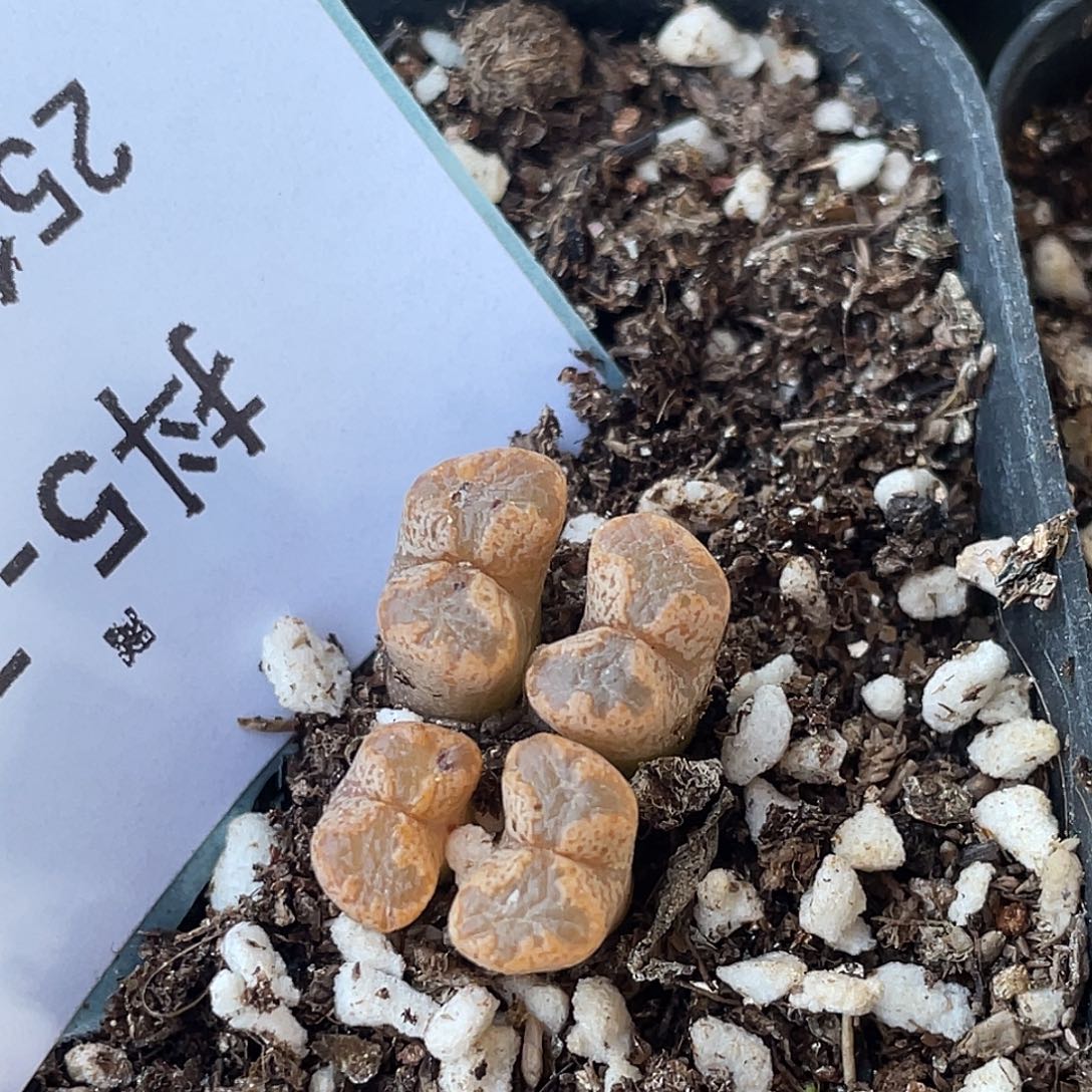 5-79勋章多肉植物