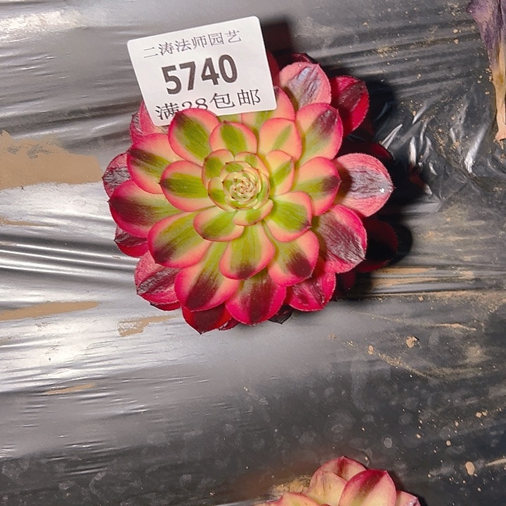 5740红倾城多肉植物2号