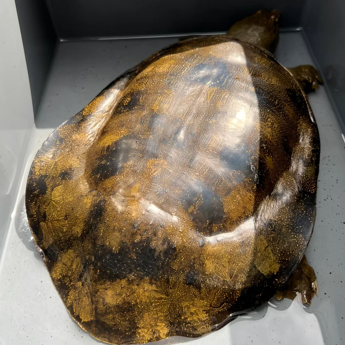 天然野生甲鱼改价链接