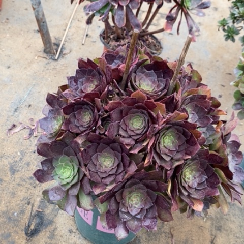 桃花石多肉植物042
