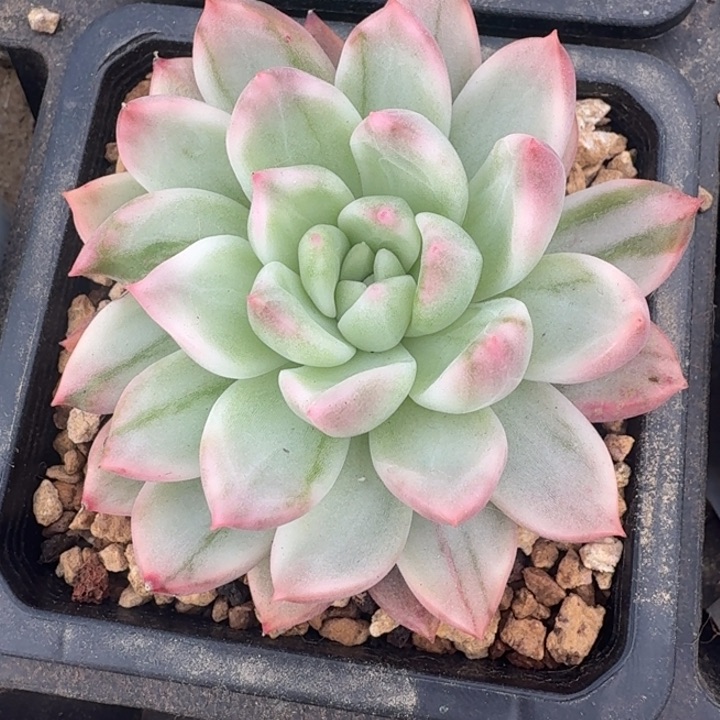 ?****?珍妮锦腹轮锦腹轮锦