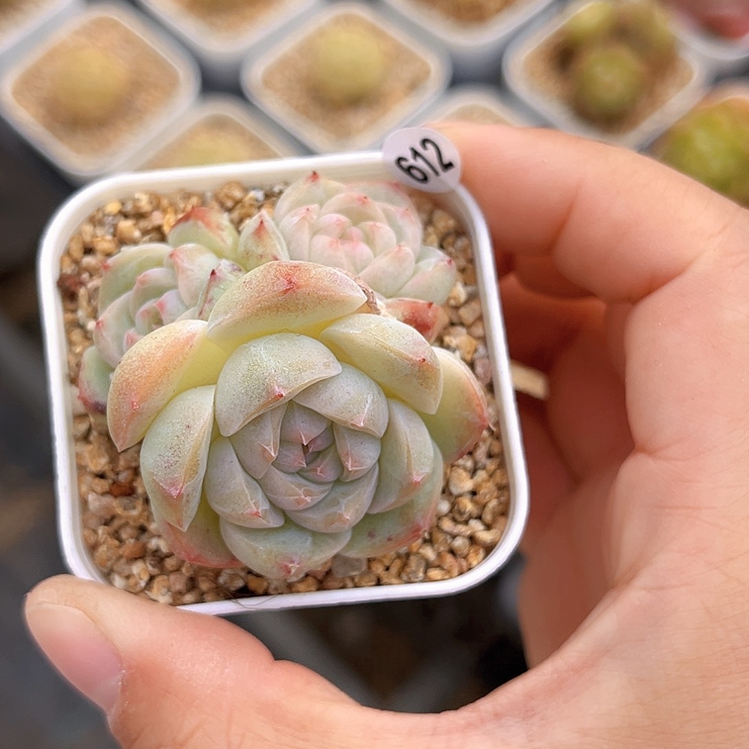 612  新品珍妮满18包邮
