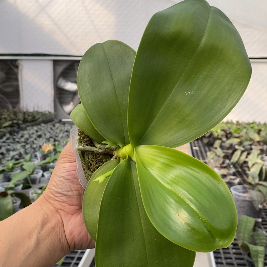 当前无花栽培后可以开花