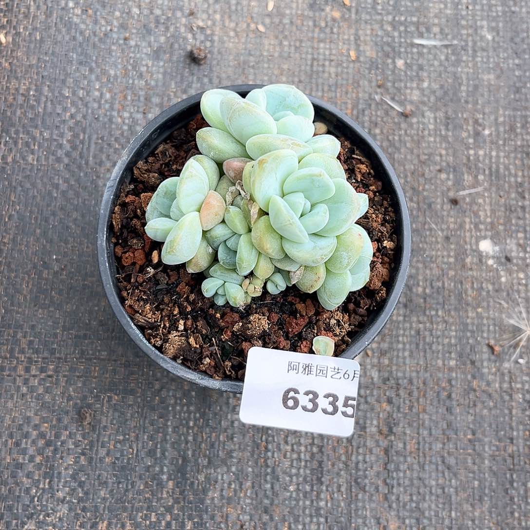 阿雅园艺。      6335