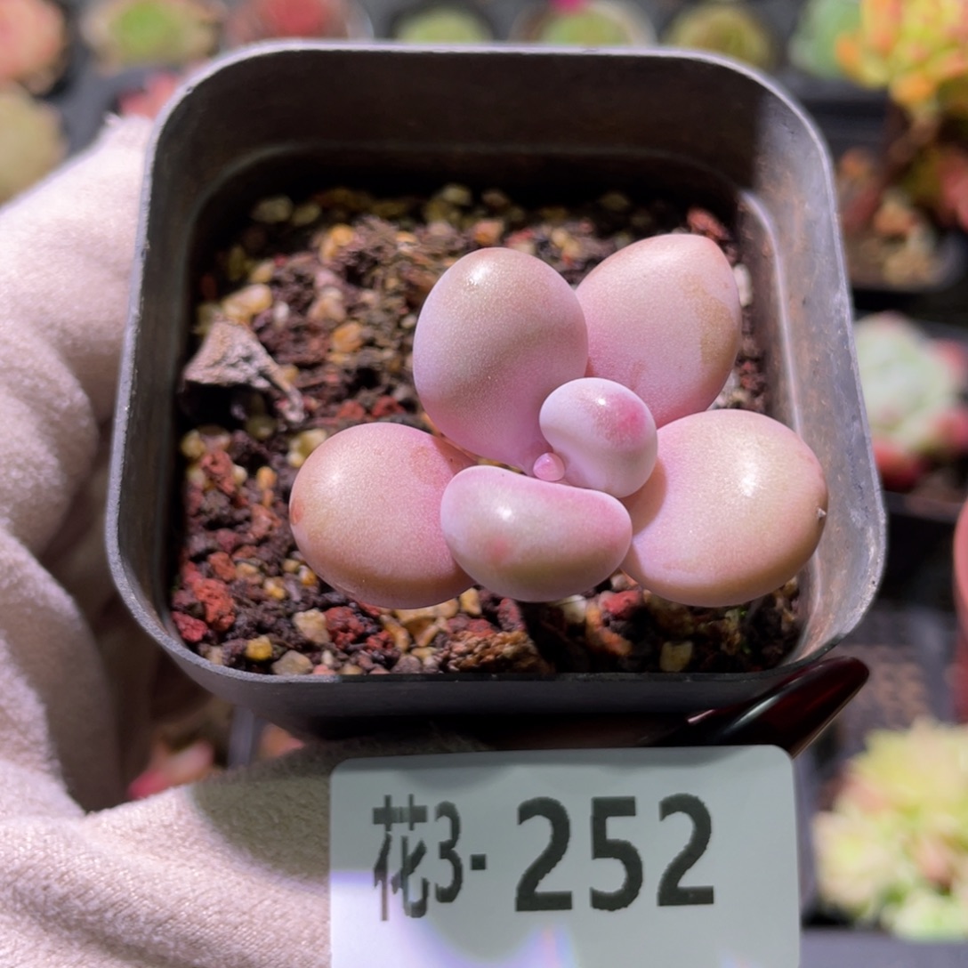 花利美3-252桃蛋单头