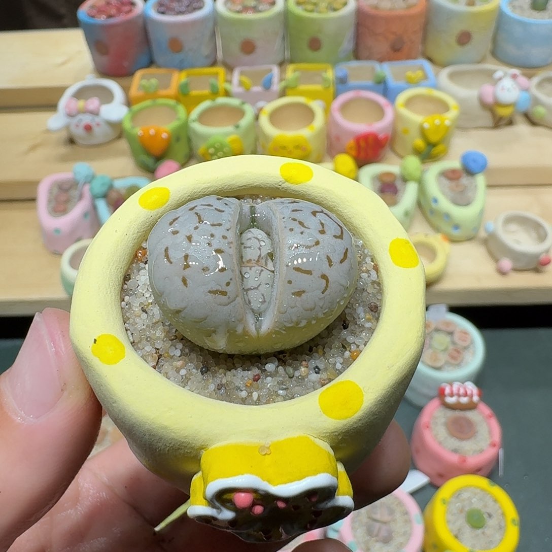 红陶蘑菇425大白