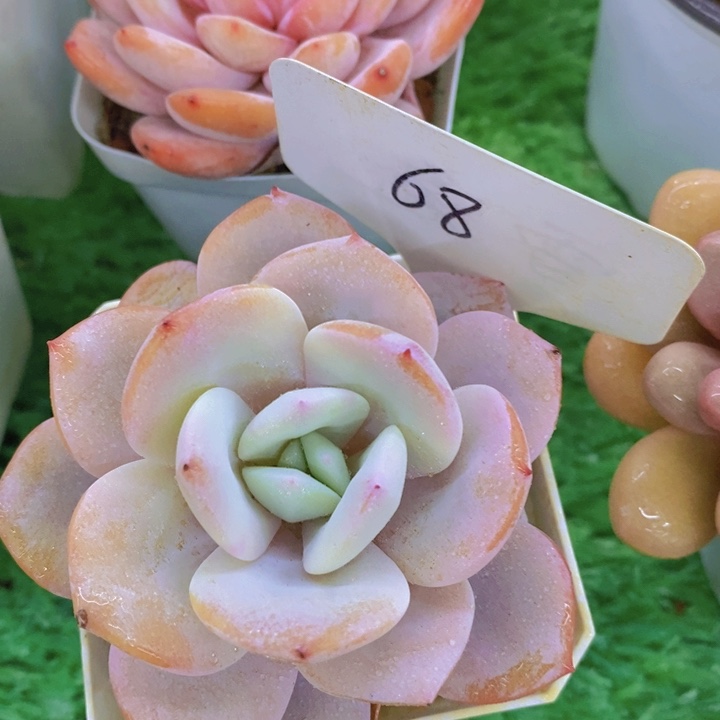 多肉植物，一物一拍直播间