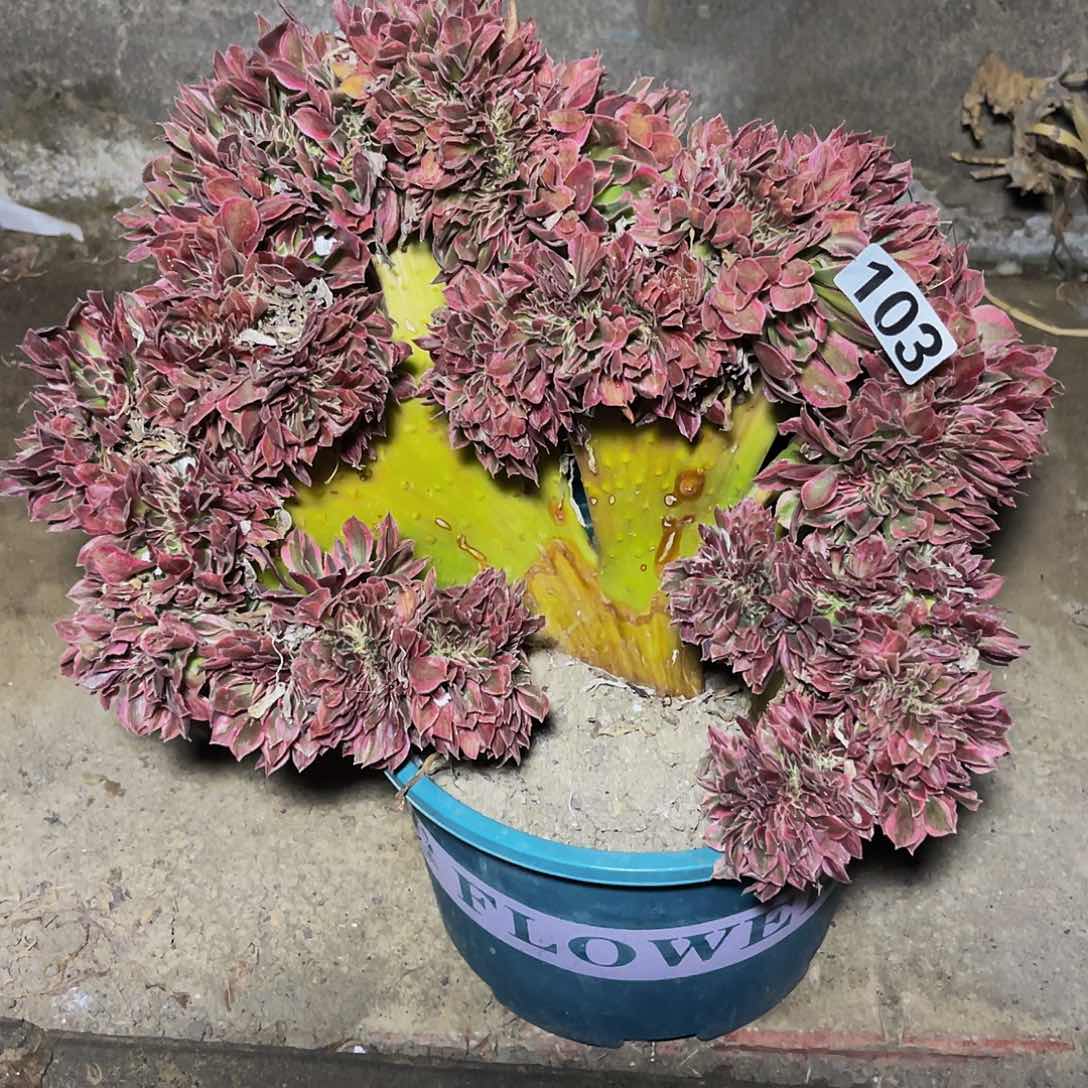 女神法师15–47包邮法师