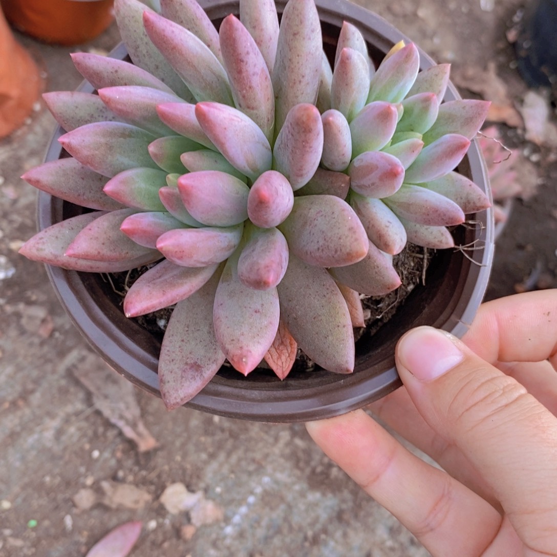 红蜻蜓双头起发整桩