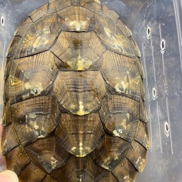 巴西彩龟母66666666