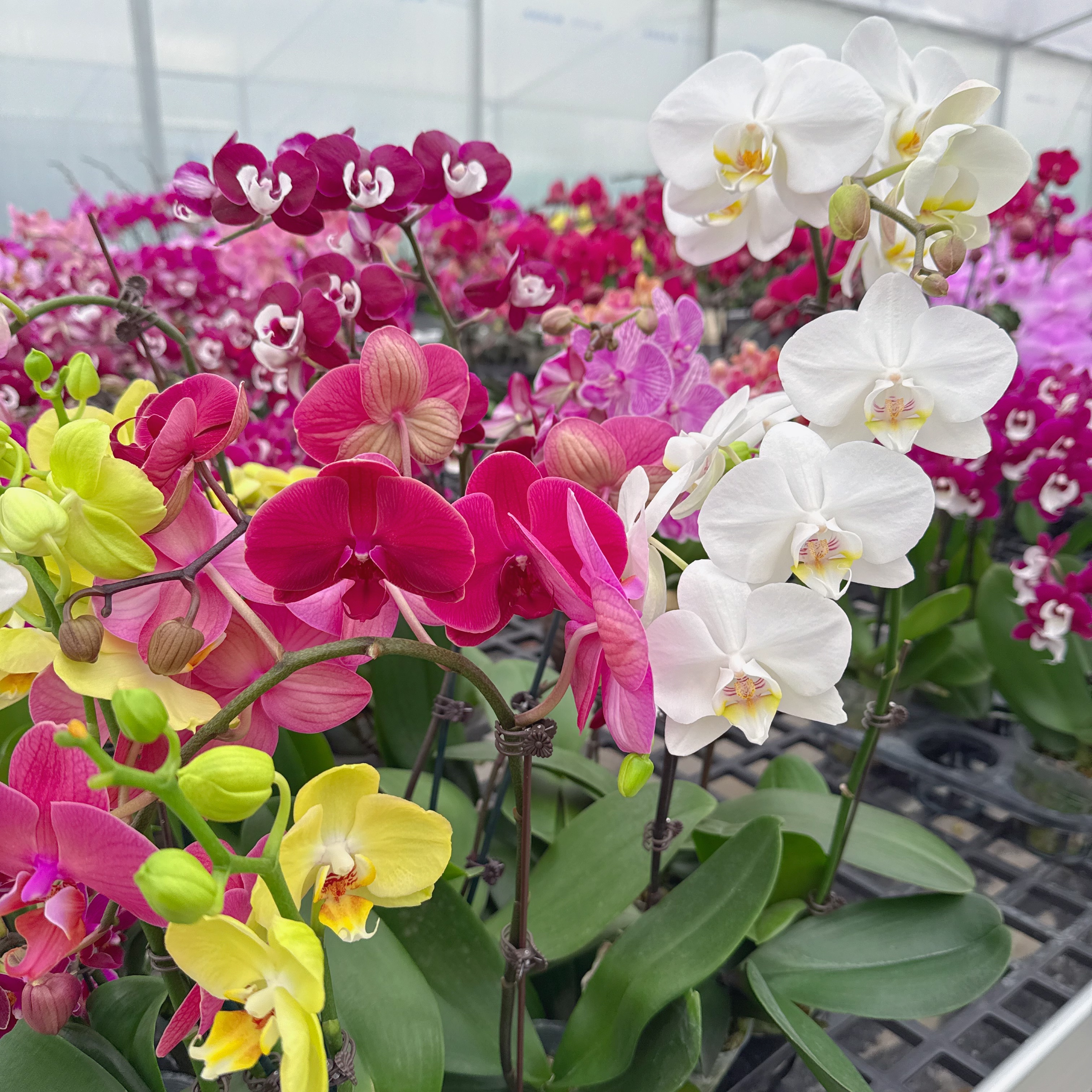 精选蝴蝶兰混发三颗【粉丝专享】 室内绿植花卉微瑕完全开放  