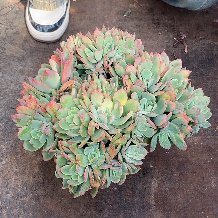 一物一拍子肉植物绮罗缀化4号