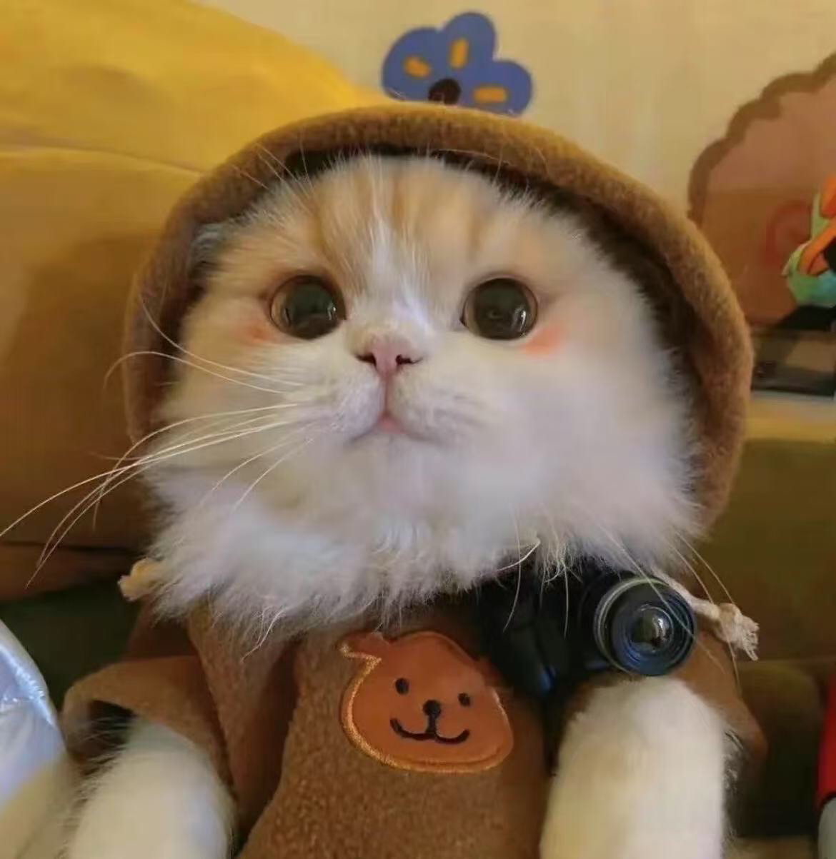 直播宠物猫咪主食湿粮罐罐链接