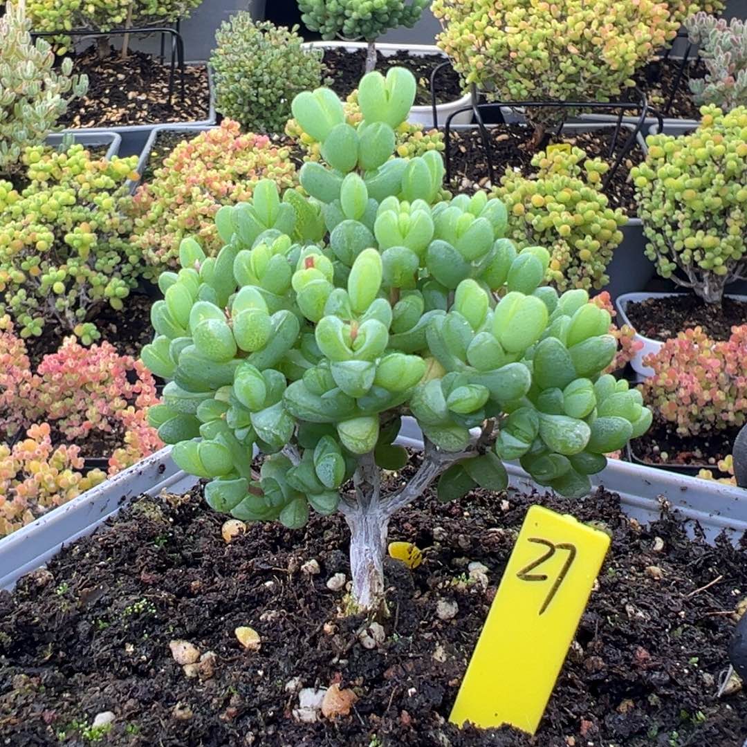 元宝枝干27号12cm盆