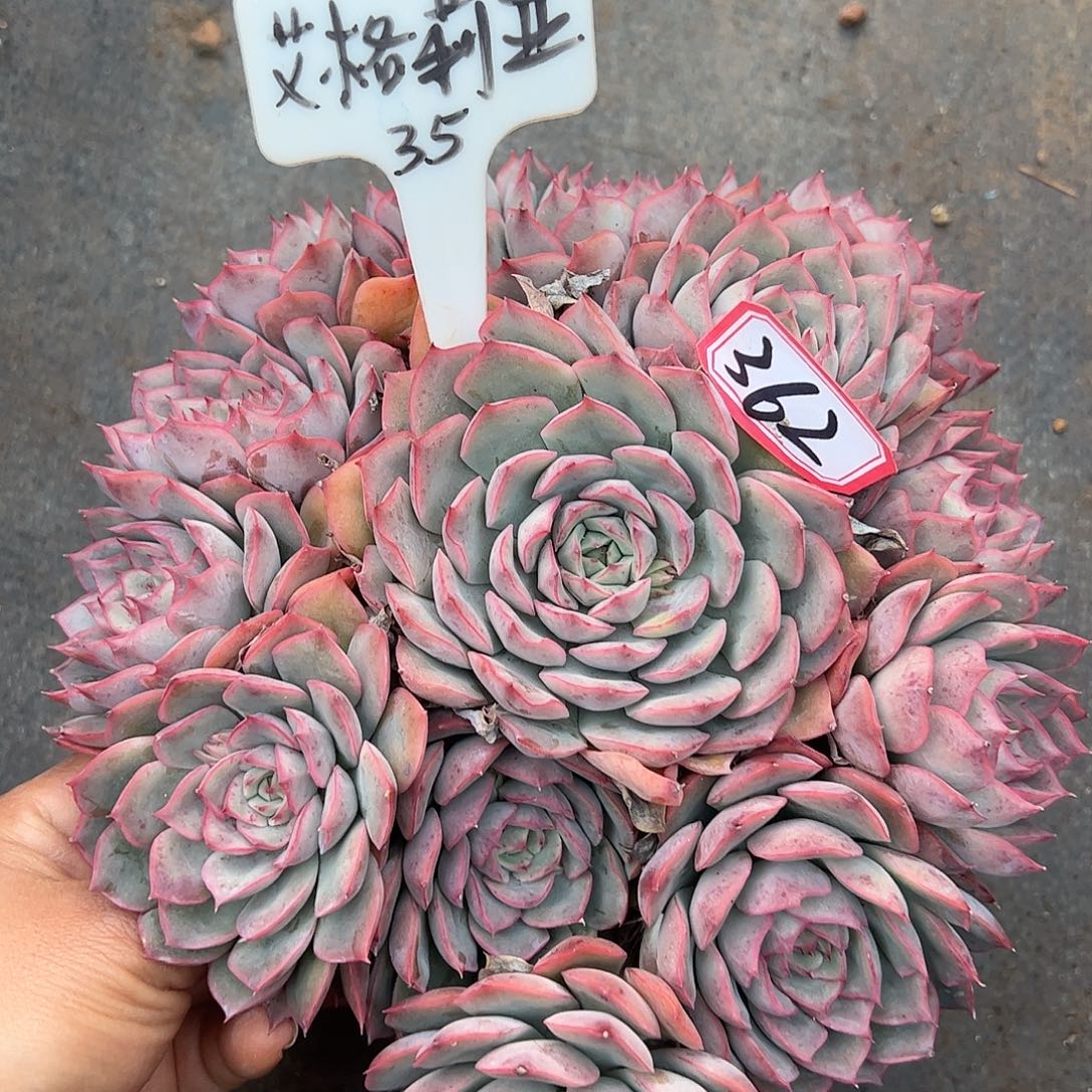 362号艾格丽亚，一物一