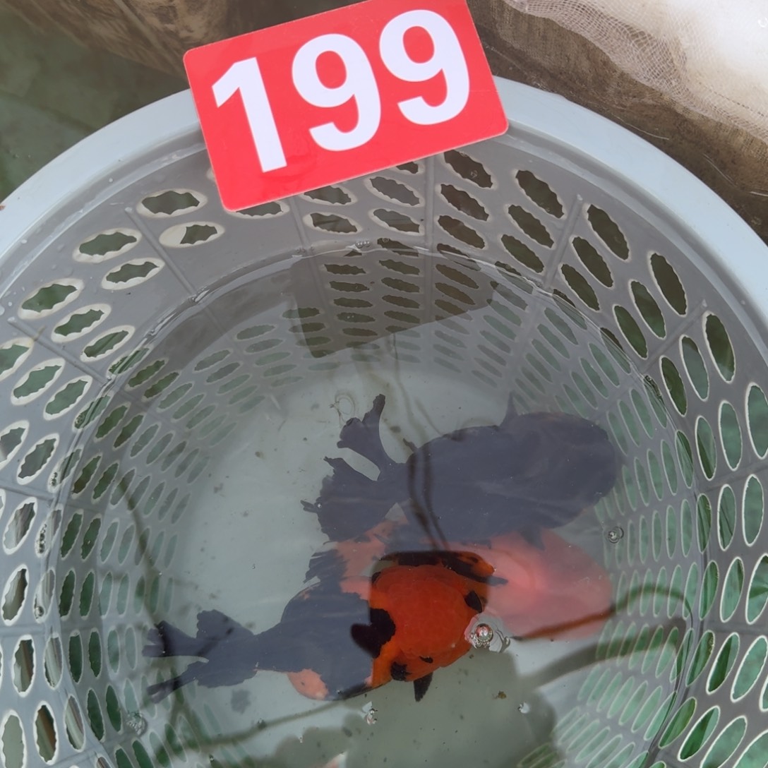 199包邮到家嘿嘿嘿嘿嘿嘿嘿嘿