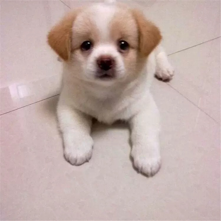 中华田园犬小狗活体农村看家护院黄白黑花幼崽