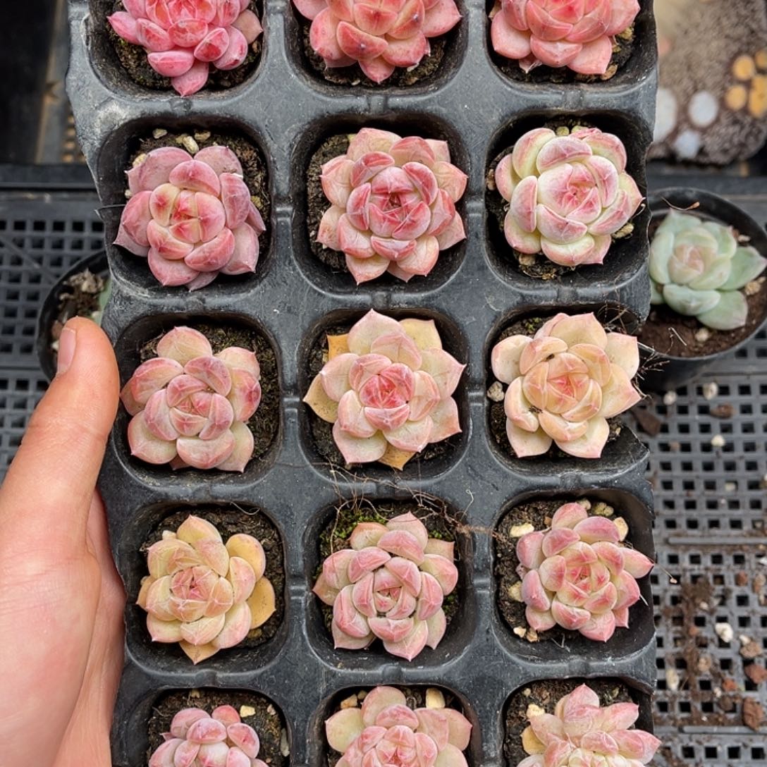 多肉一物一拍21-137