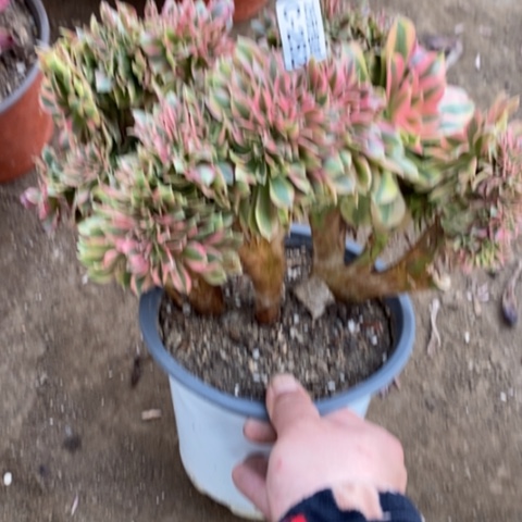 252红袖缀满25包邮多肉