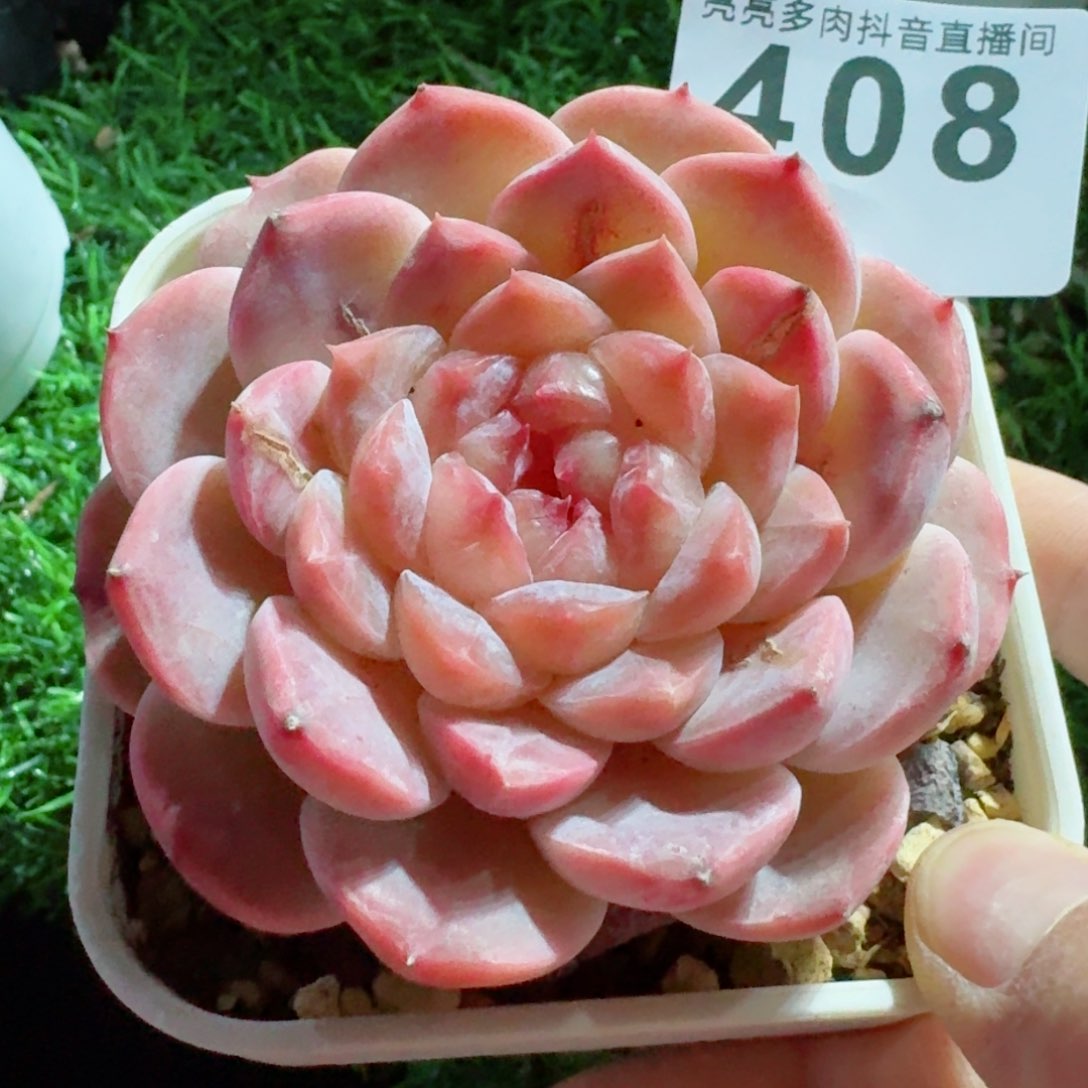 白巧冰魄         精品多肉