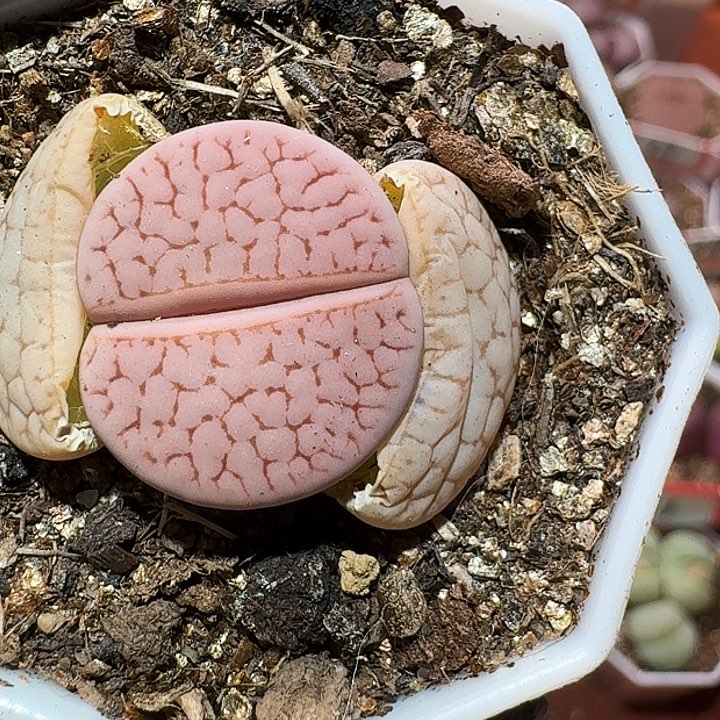 生石花233:：。 157