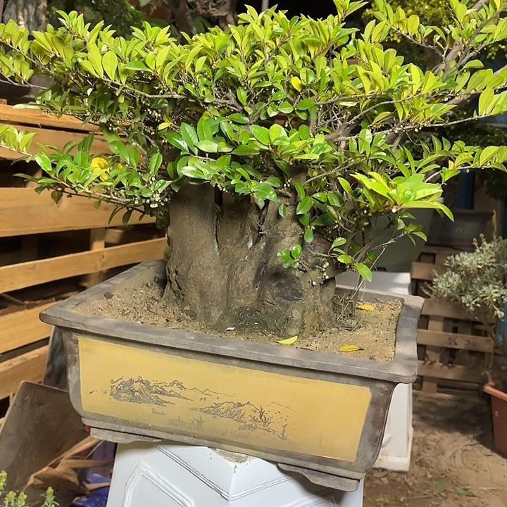 从***过无花朵哈哈哈哈哈哈