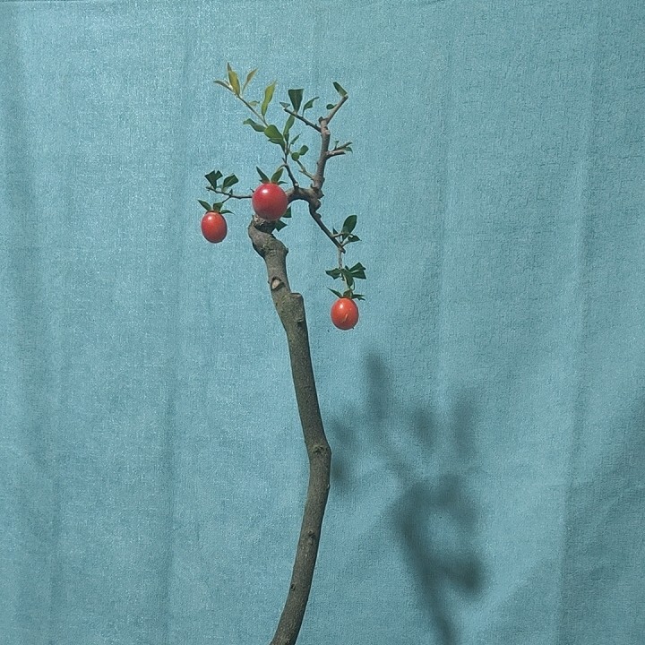 各种金弹子金品盆景桩