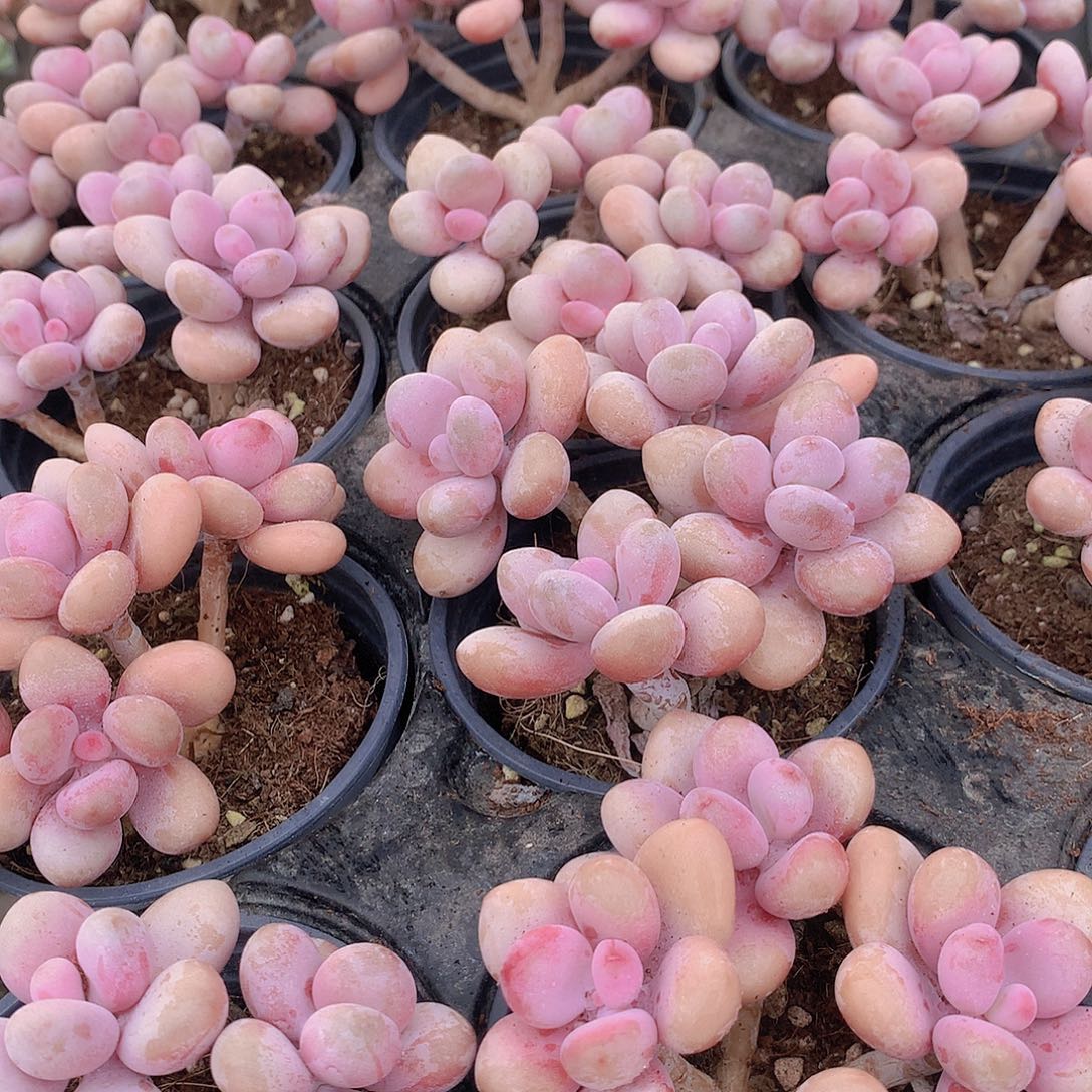 桃蛋群4568899900000