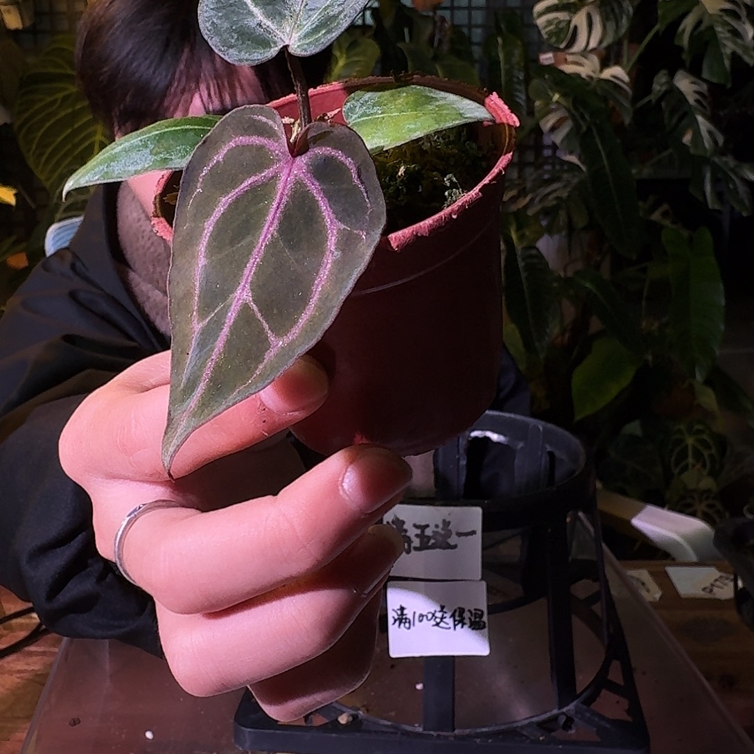 不开花植物G343紫水晶