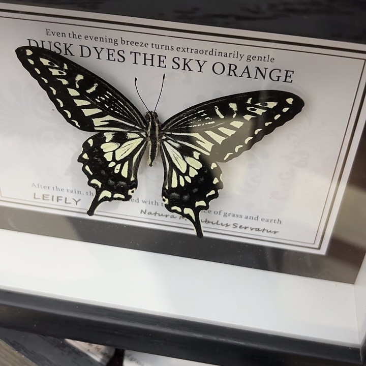 可***喵蝴蝶标本定制190@