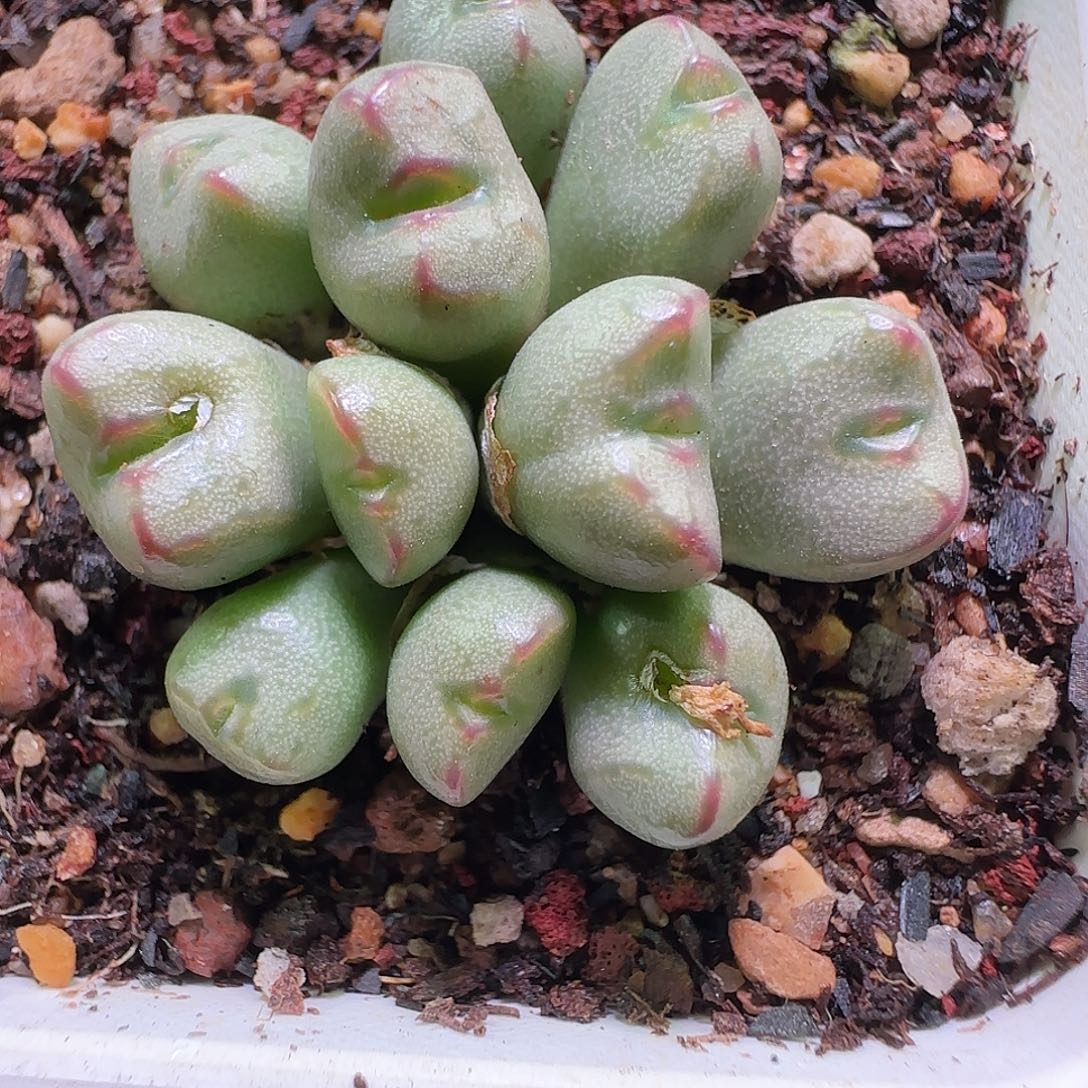 荳***宝毛钱的价格都没有150