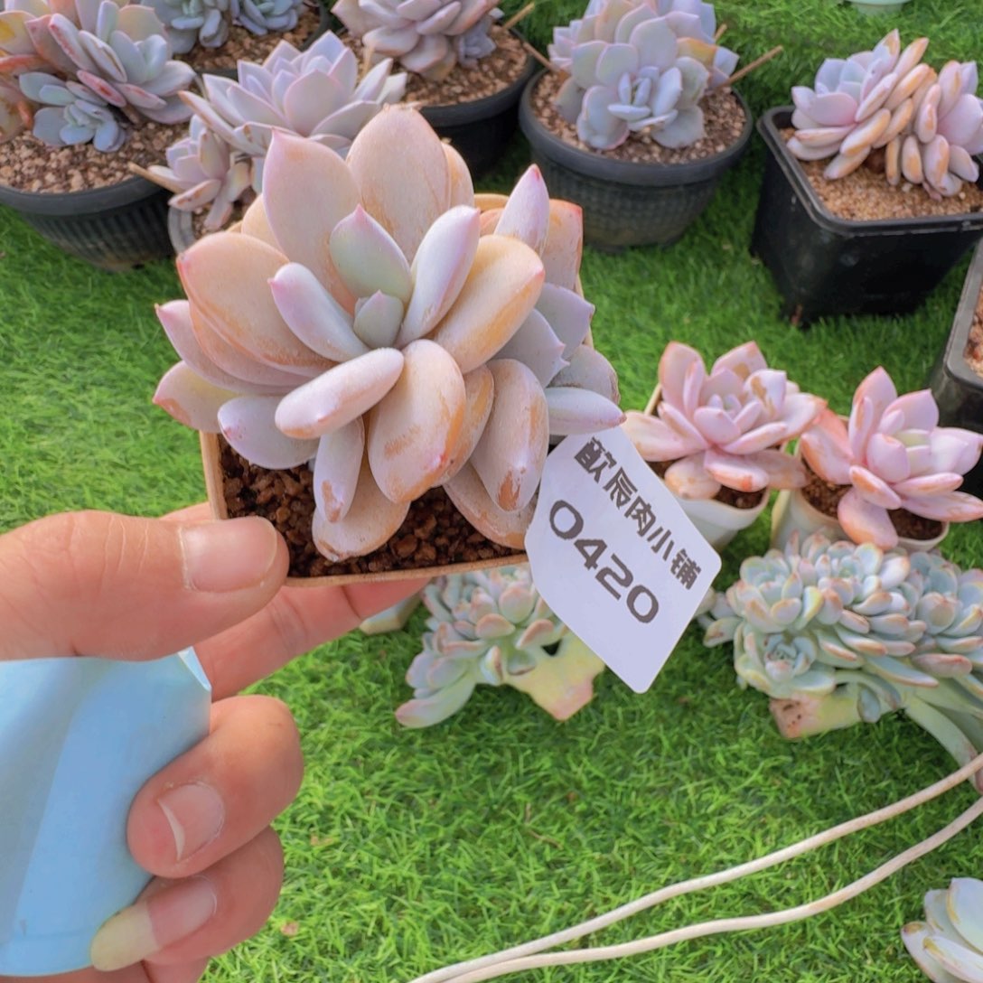 多肉植物奶茶三头0420