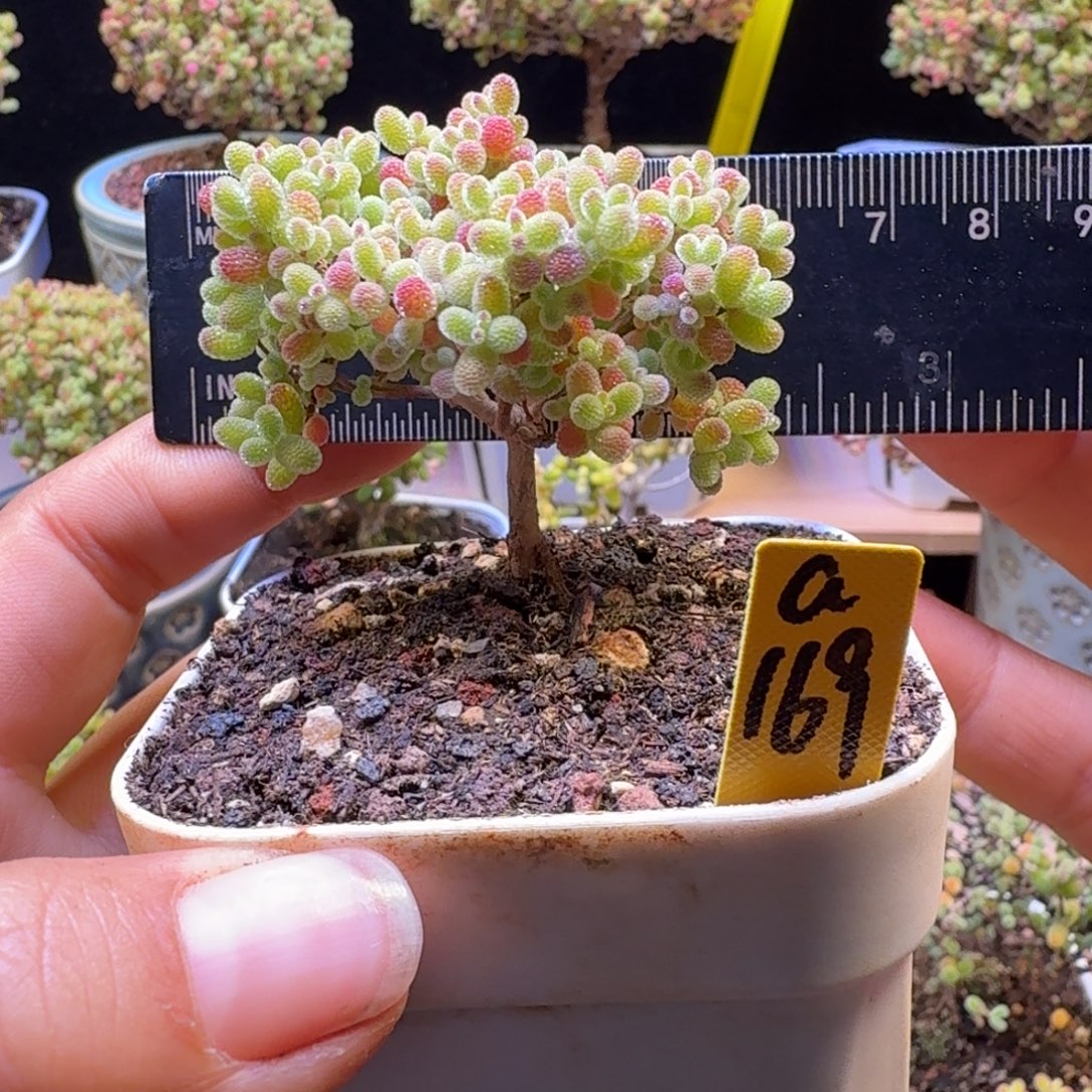 竹****a169号橘子糖冠服5.5厘米左右