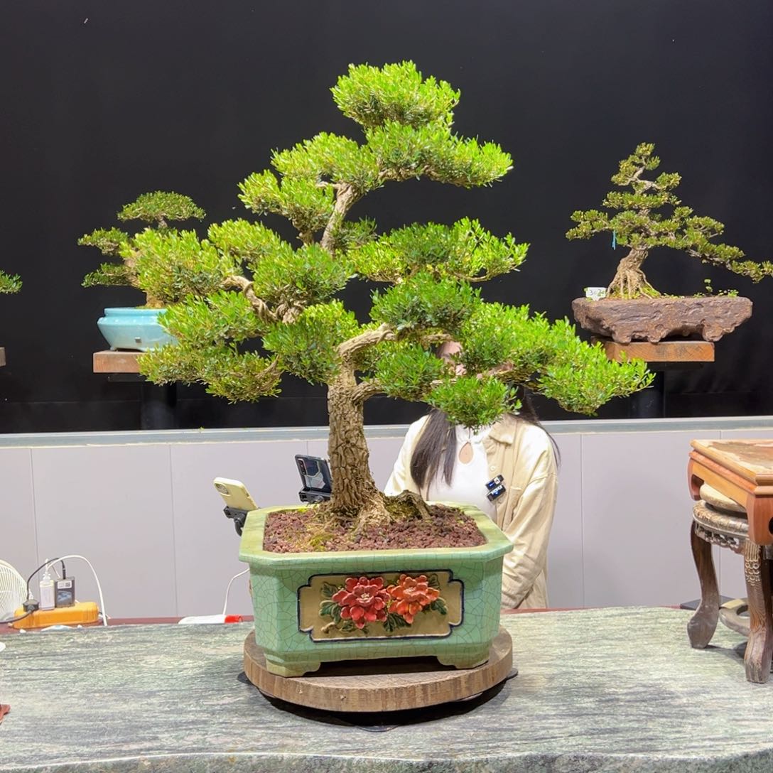 黄杨盆景黄杨盆景雀舌软枝