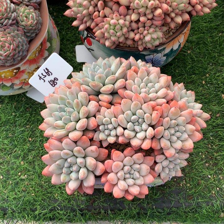 奶糖大群好看多肉发货