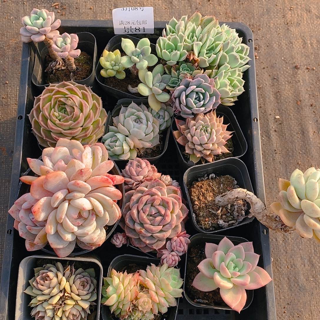 【闪购商品】云81号带盆发