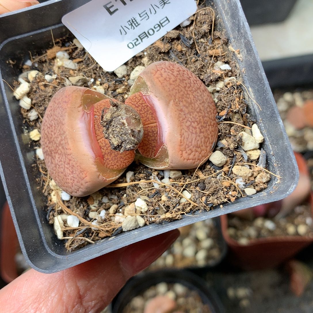 E12多肉植物保护研究所