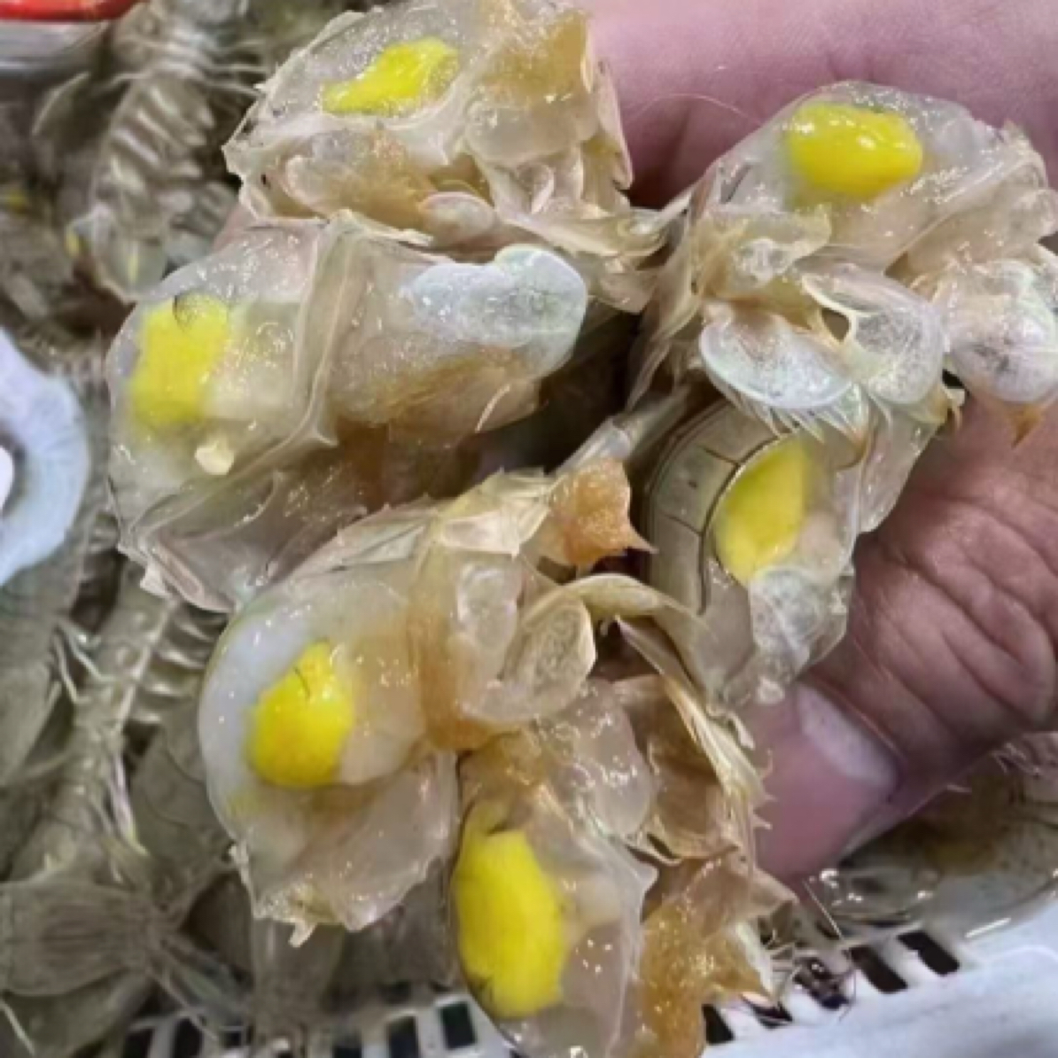 鲜活皮皮虾 公母可选