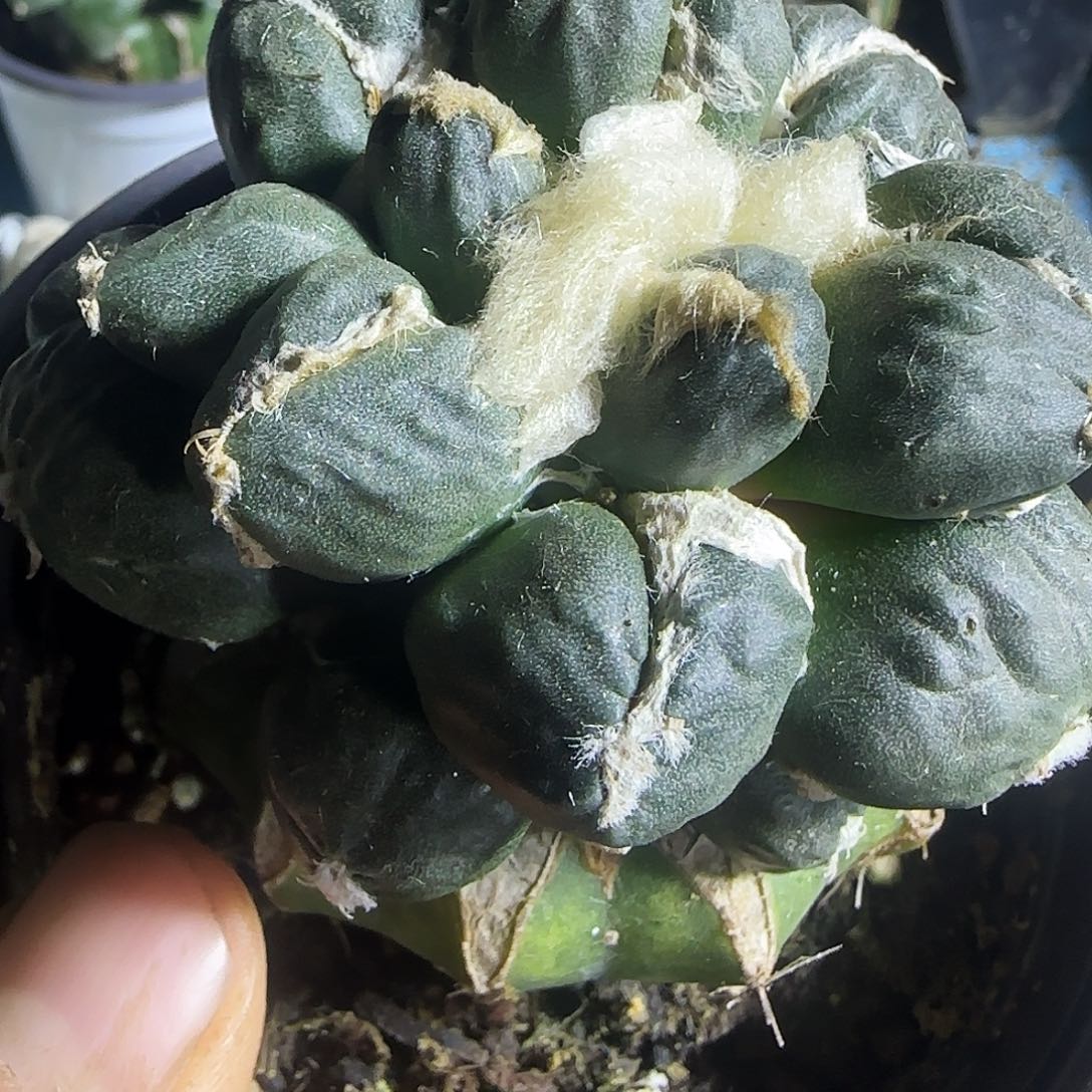 星***购蛋尤685仙人球开花啦