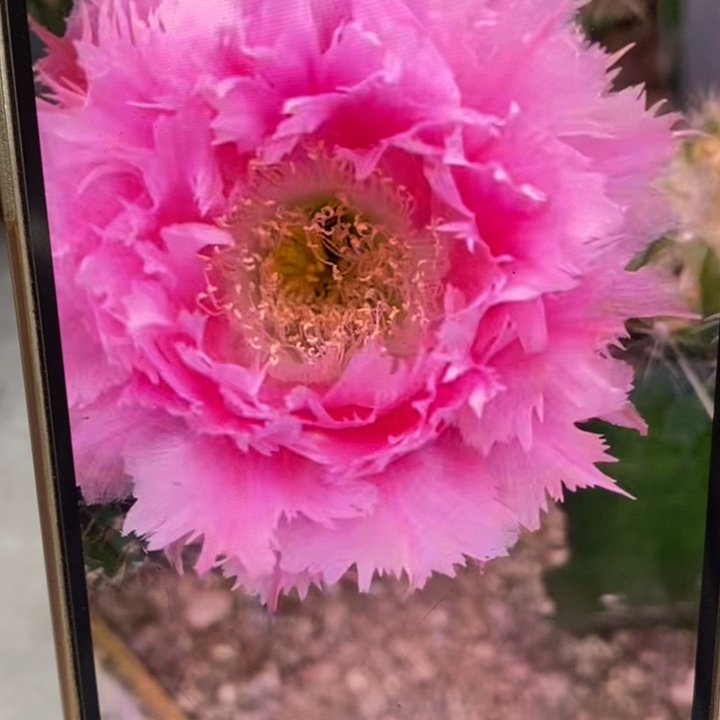 彩草羽毛3号带根3.5公分左右