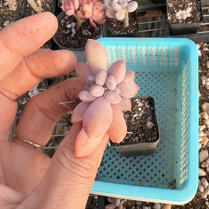 R****.bbbhhhgghyy124