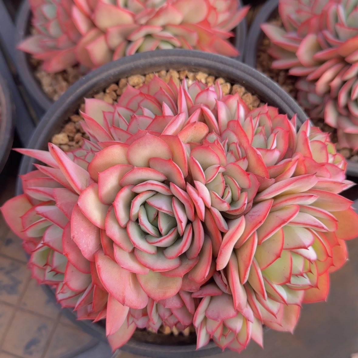 【闪购商品】控养牡丹亭群39.9