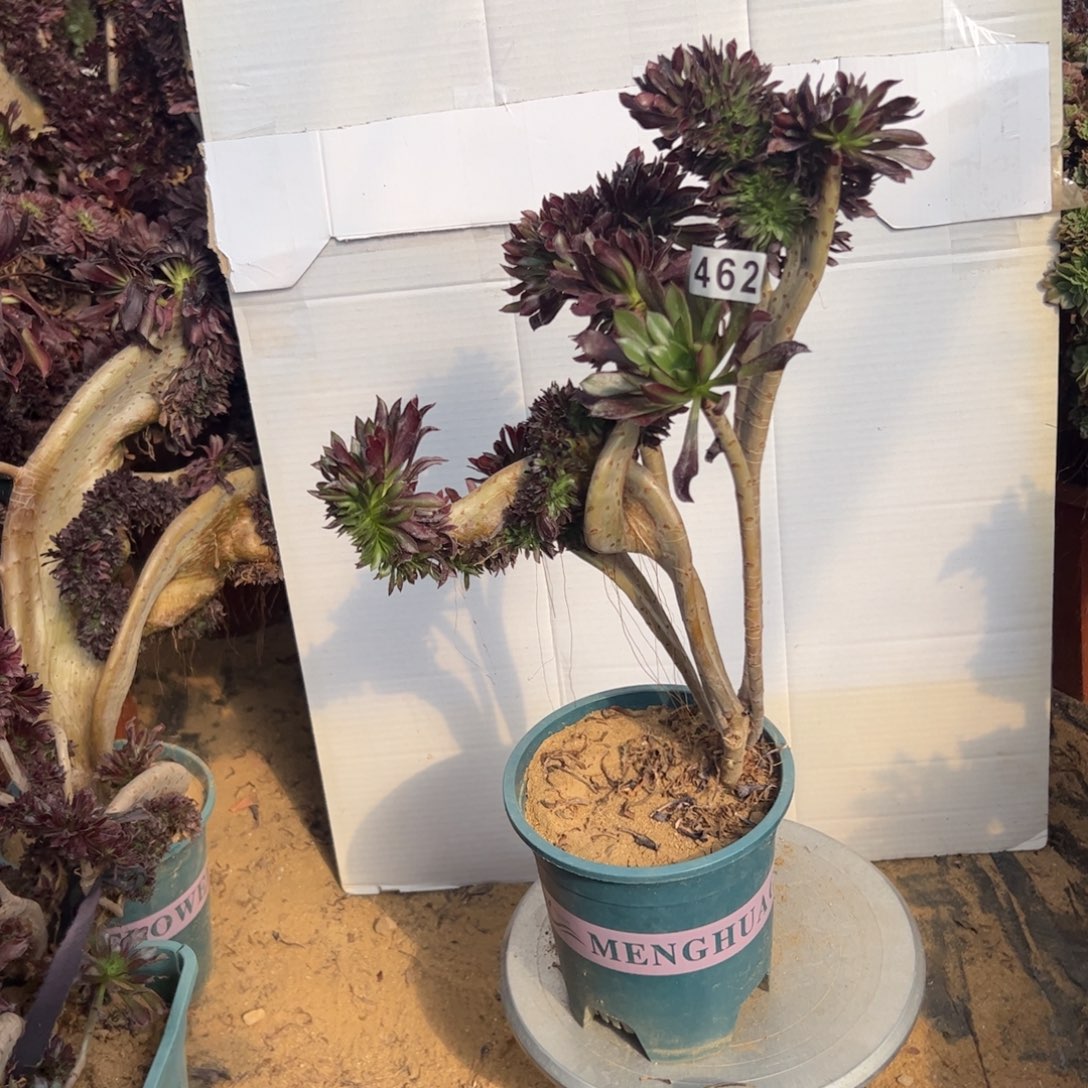 有伤黑缀462高38厘米