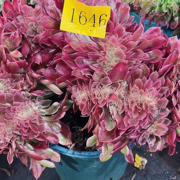 多肉植物福利1646