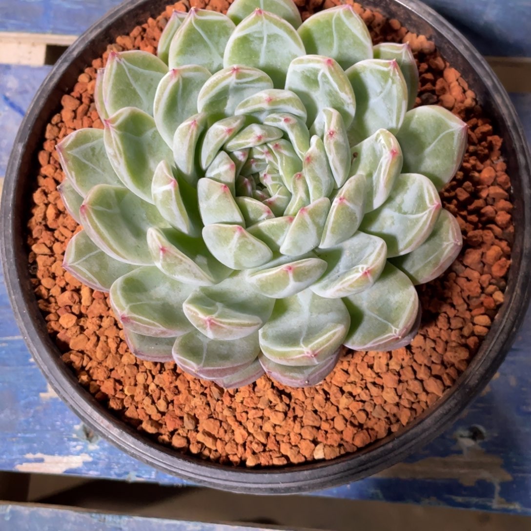 一物一拍中通快递