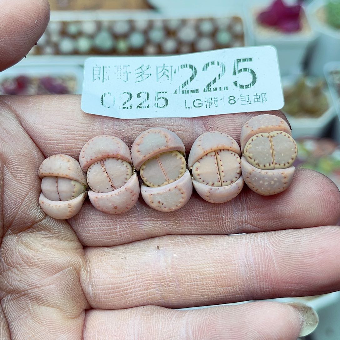 郎哥多少生石花25-225