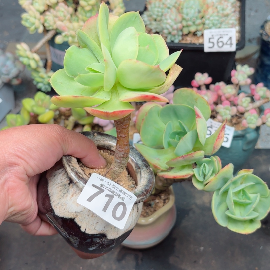 碧桃老桩无盆土发货