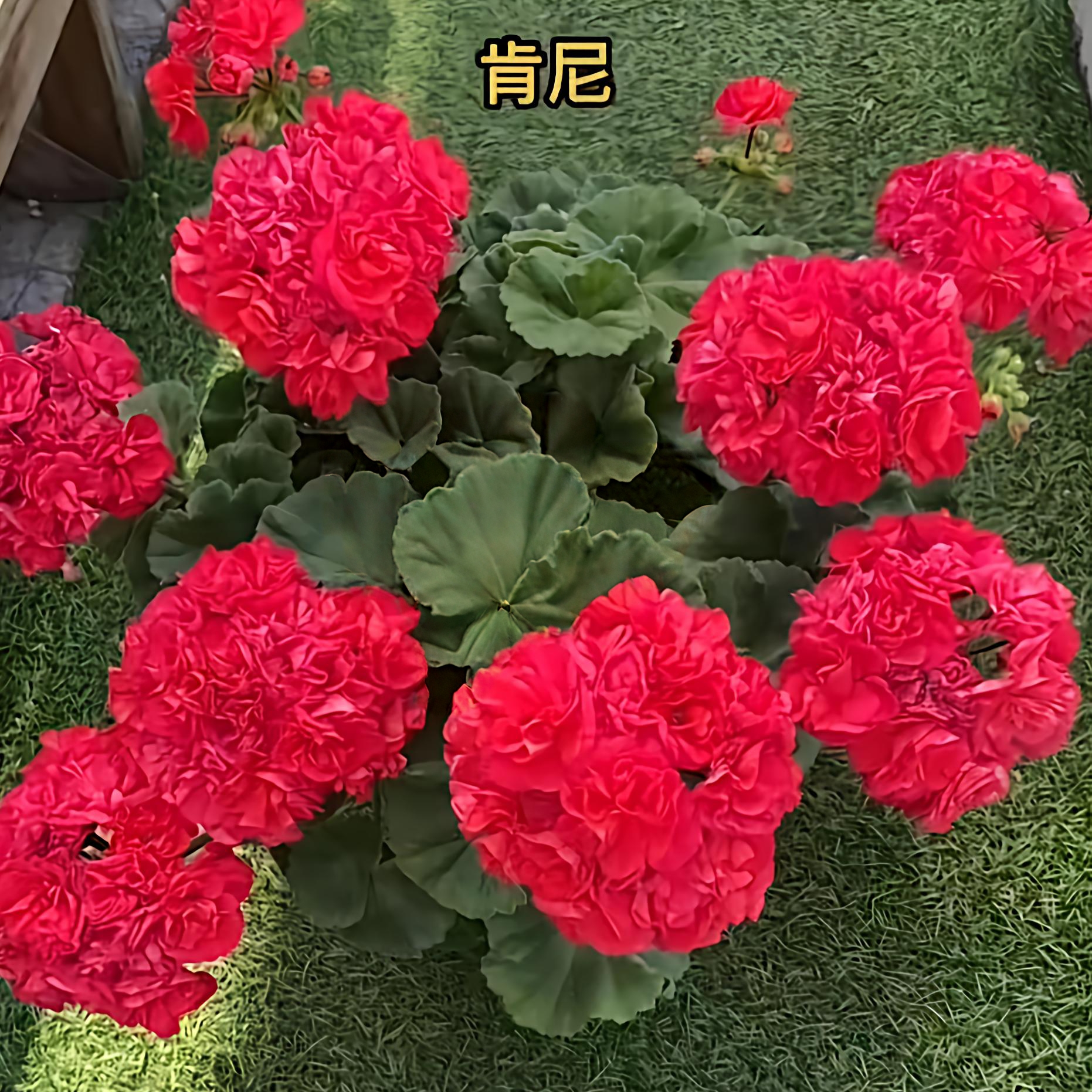 肯尼天竺葵（中大苗带花苞包对版）
