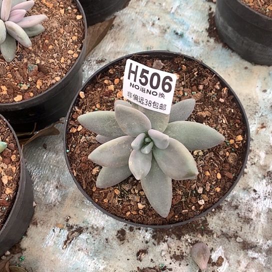 企鹅带崽506 亏本处理退款拉黑7-8天发货