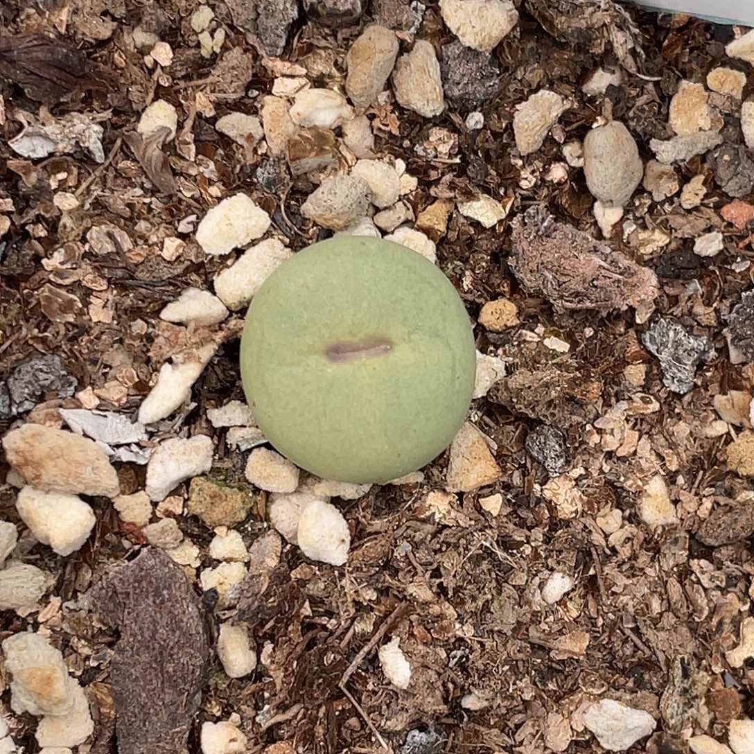 31-133嘴多肉植物肉锥